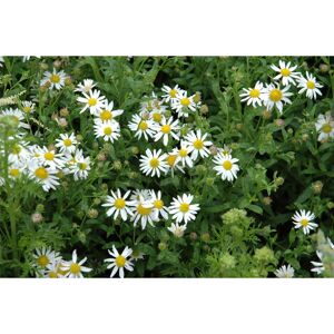 Schönaster 'Alba' 9 cm Topf, 3er-Set