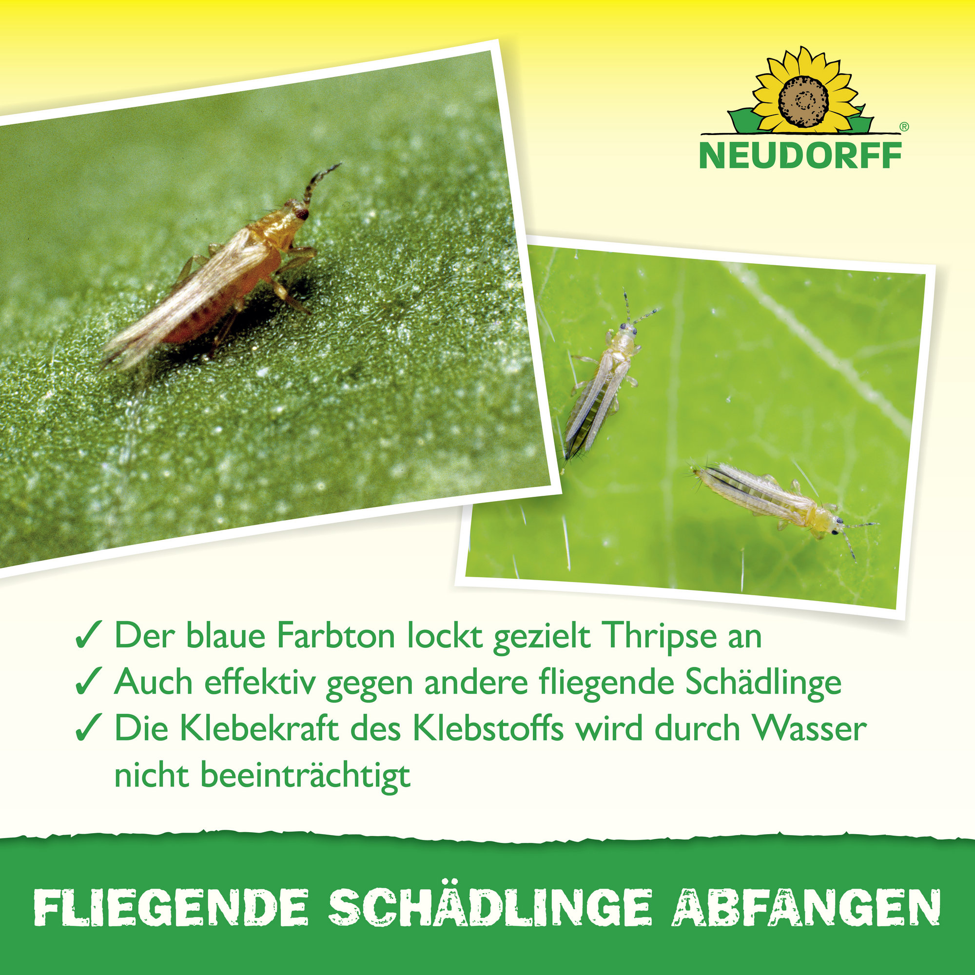 Blau-Sticker Klebefalle 10 Stück