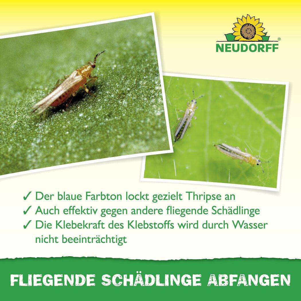 Blau-Sticker Klebefalle 10 Stück