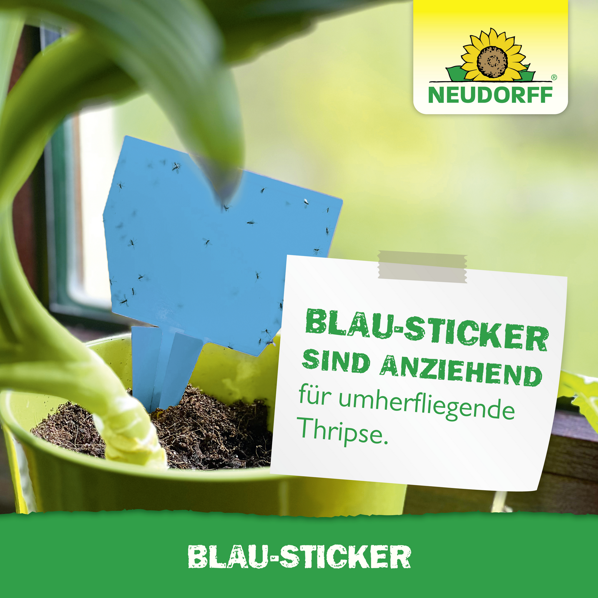 Blau-Sticker Klebefalle 10 Stück