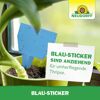 Blau-Sticker Klebefalle 10 Stück