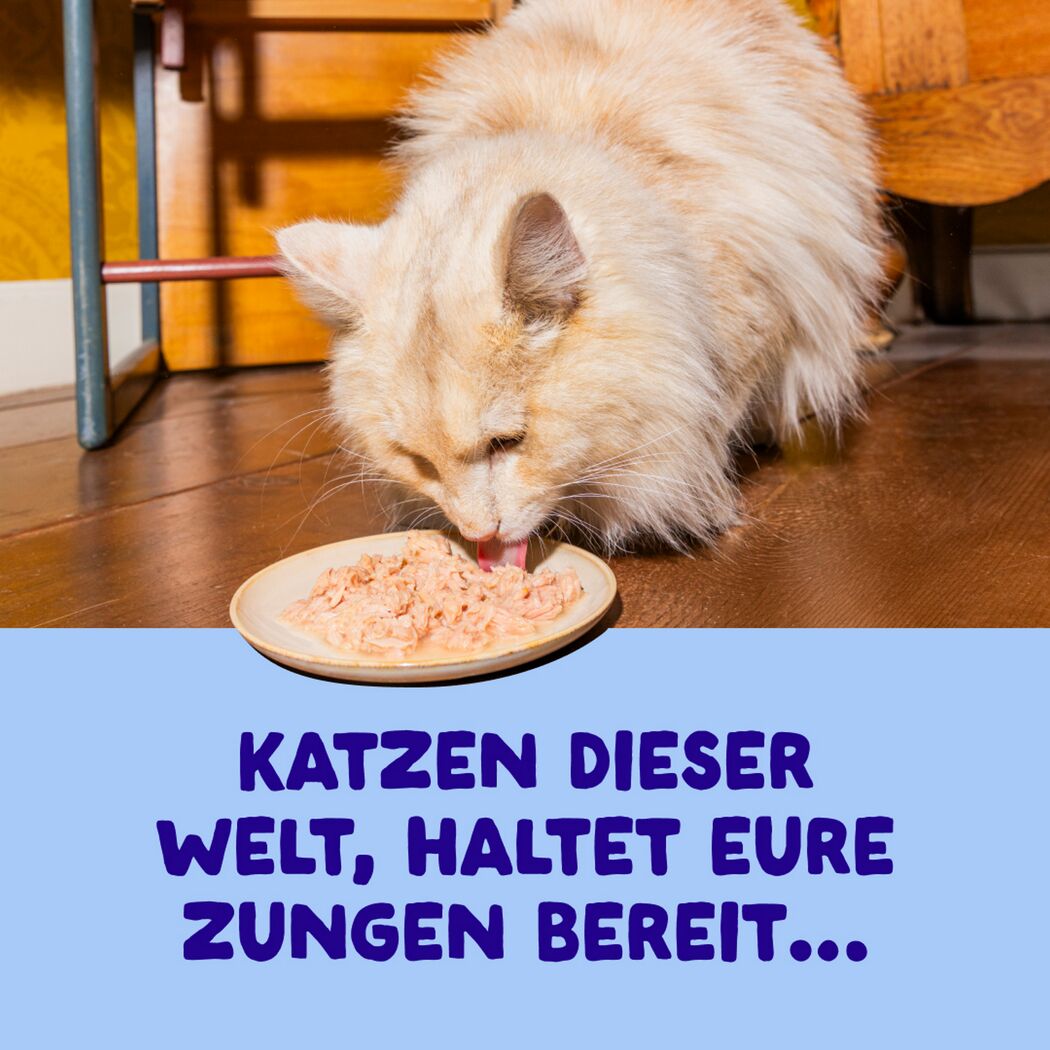 Katzennassfutter 'Filets' Thunfisch mit Huhn 70 g