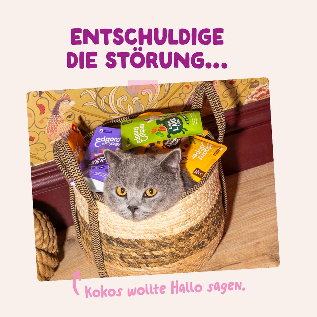 Katzennassfutter Ente & Huhn in Sauce 85 g