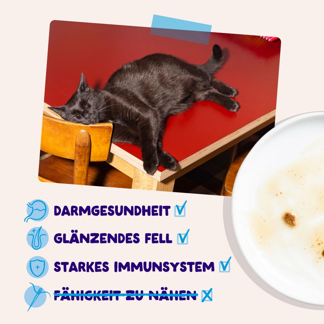 Katzennassfutter 'Multipack' Fang des Tages in Sauce 12 x 85 g