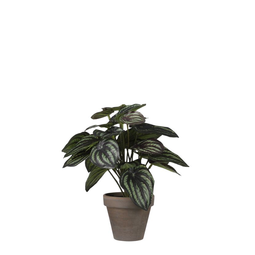 Kunstpflanze Peperomia 24 x Ø 23 cm