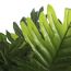 Kunstpflanze Philodendron 60 x Ø 80 cm
