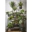 Kunstpflanze Philodendron 60 x Ø 80 cm