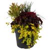 Trio-Herbstmix 23 cm Topf