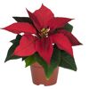 Weihnachtsstern verschiedene Farben 7 cm Topf
