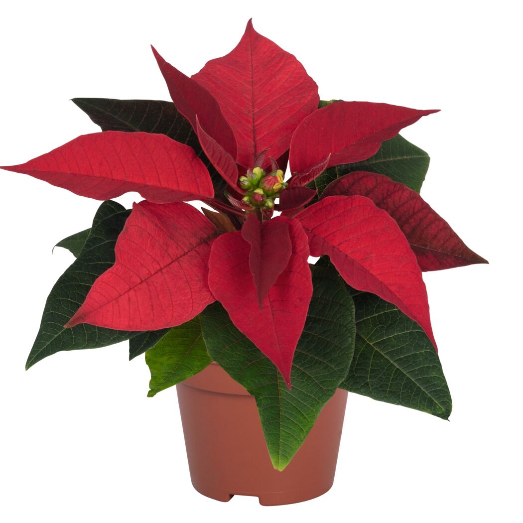 Weihnachtsstern verschiedene Farben 7 cm Topf