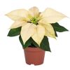 Weihnachtsstern verschiedene Farben 7 cm Topf