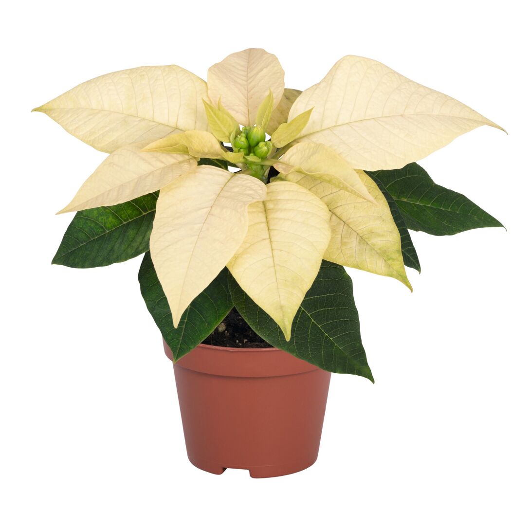 Weihnachtsstern verschiedene Farben 7 cm Topf