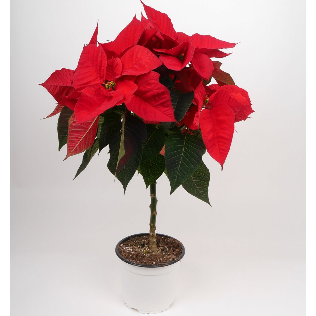 Weihnachtsstern Stamm rot 15 cm Topf