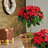 Weihnachtsstern Stamm rot 21 cm Topf
