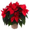 Weihnachtsstern Busch verschiedene Farben 21 cm Topf