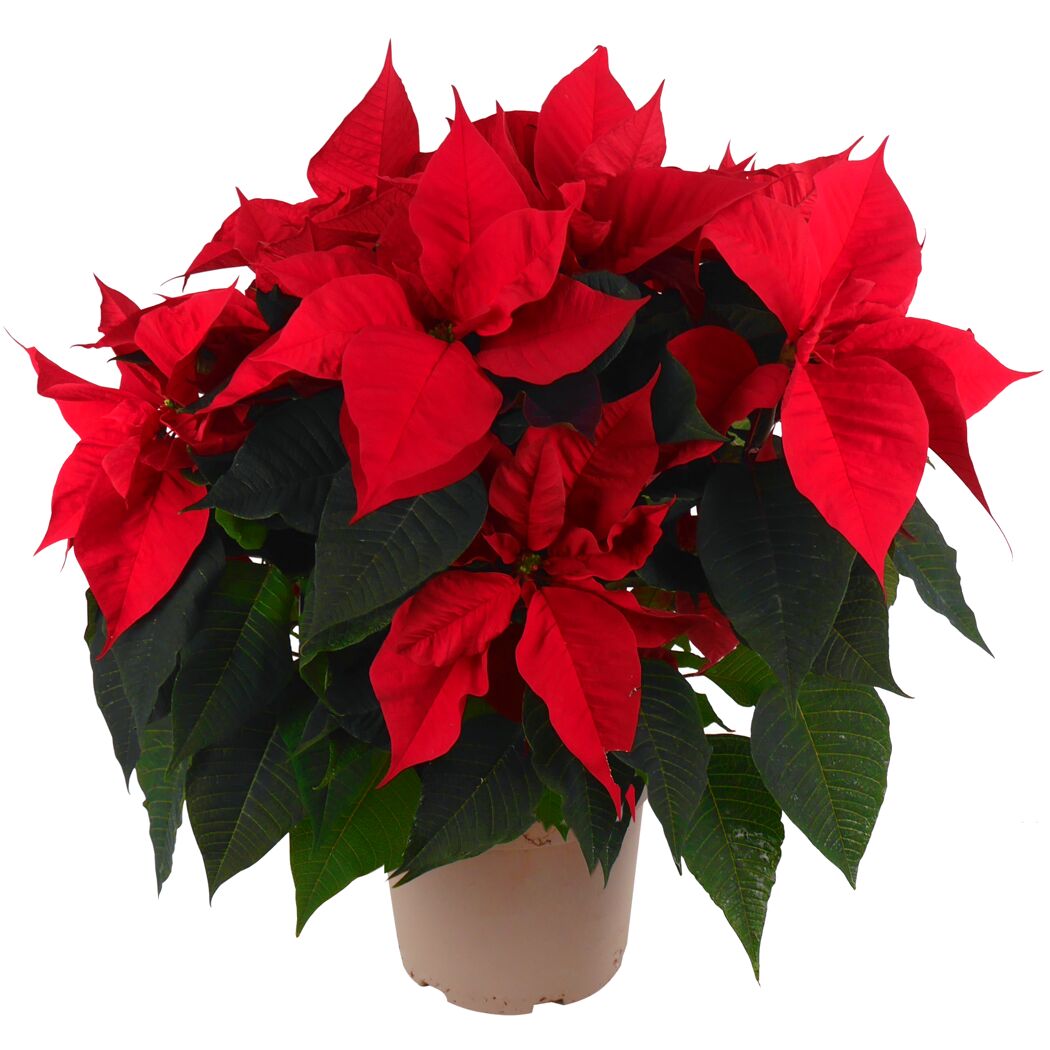 Weihnachtsstern Busch verschiedene Farben 21 cm Topf