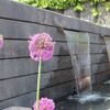 Lila Allium vor Mauerstein 'T-Wall Linear' Wasserwand.