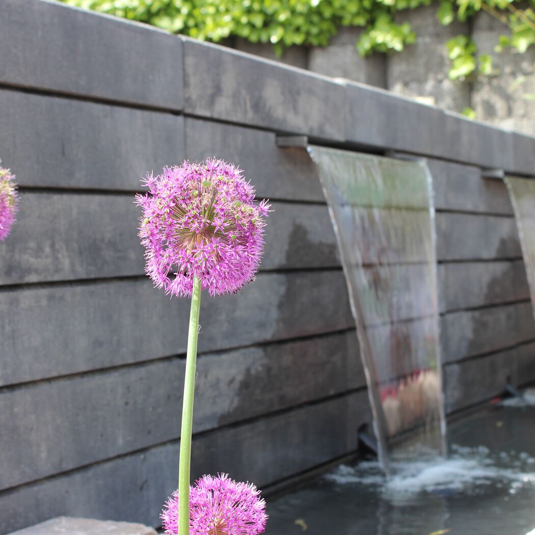 Lila Allium vor Mauerstein 'T-Wall Linear' Wasserwand.