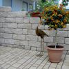 Sandsteinfarbene Mauersteine 'T-Wall Quarry Mini' als Gartenmauer