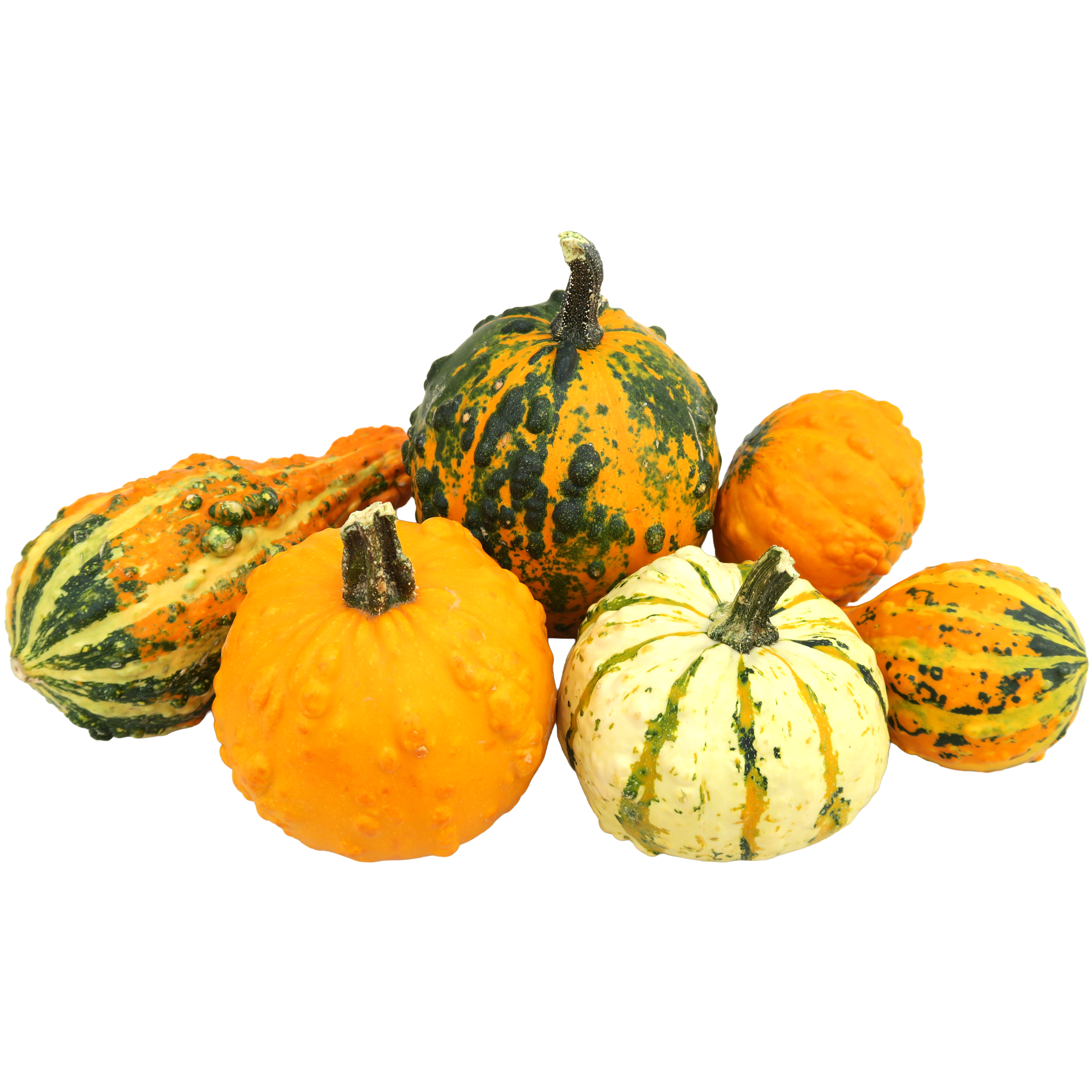 Halloween-Warzenkürbis verschiedene Farben