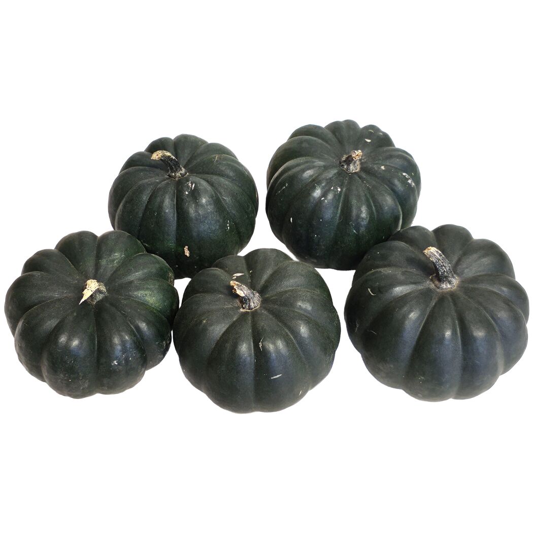 Zierkürbis 'Dark Boo' schwarz