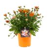 Halloween-Chrysantheme verschiedene Farben 12 cm Topf