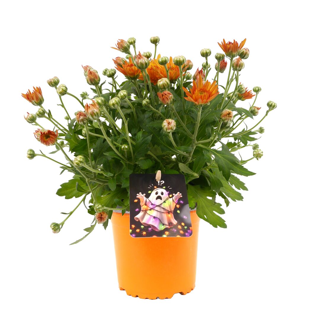 Halloween-Chrysantheme verschiedene Farben 12 cm Topf