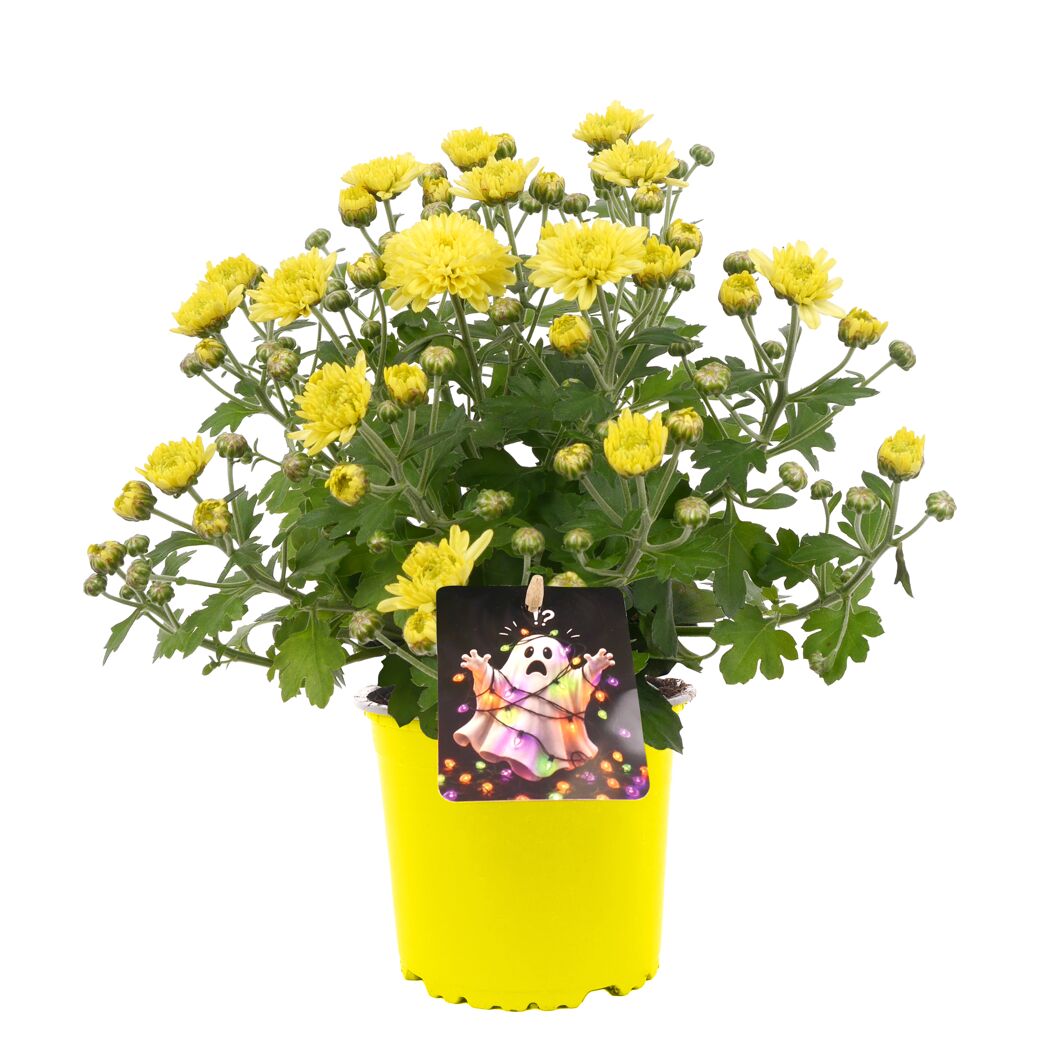 Halloween-Chrysantheme verschiedene Farben 12 cm Topf