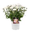 Halloween-Chrysantheme verschiedene Farben 12 cm Topf
