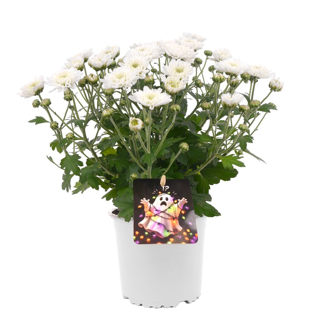 Halloween-Chrysantheme verschiedene Farben 12 cm Topf