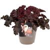 Halloween-Purpurglöckchen verschiedene Farben 12 cm Topf