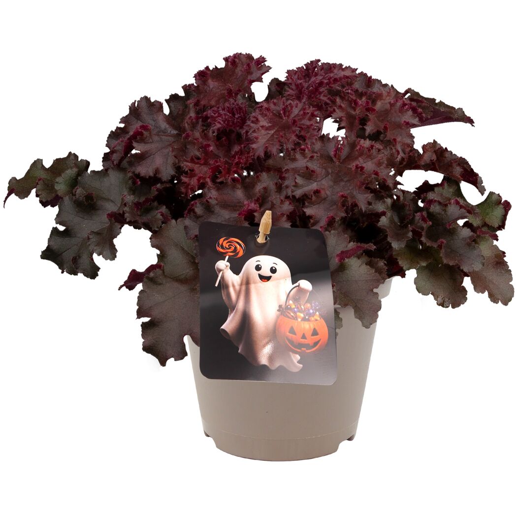 Halloween-Purpurglöckchen verschiedene Farben 12 cm Topf