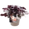Halloween-Purpurglöckchen verschiedene Farben 12 cm Topf