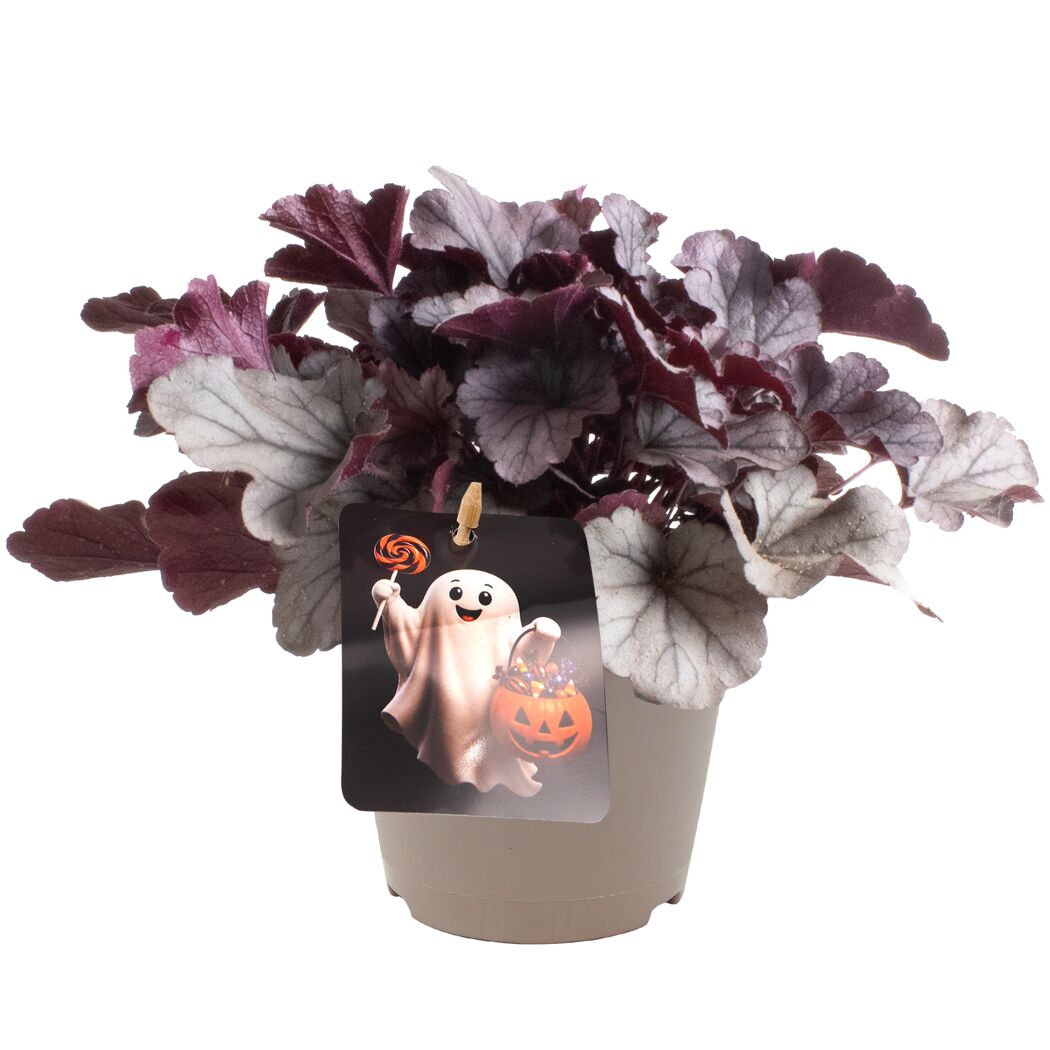 Halloween-Purpurglöckchen verschiedene Farben 12 cm Topf