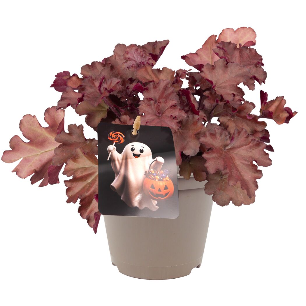 Halloween-Purpurglöckchen verschiedene Farben 12 cm Topf