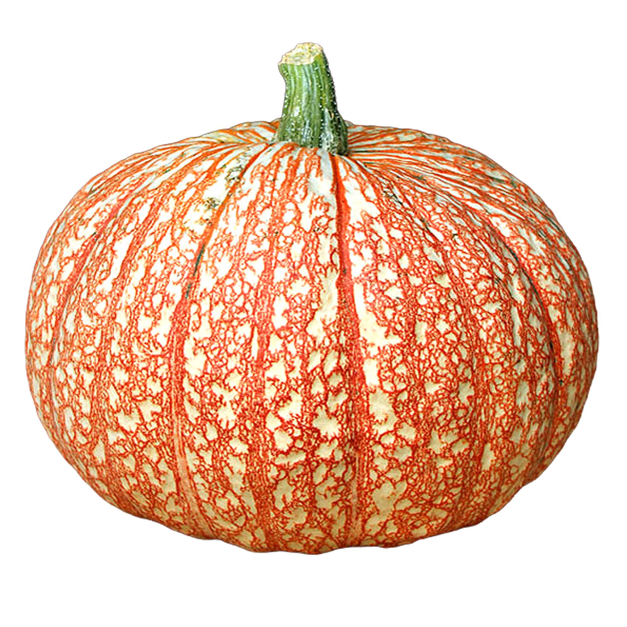 Halloween-Schnitzkürbis 'One too many' verschiedene Farben