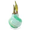 Amaryllis gewachst 'Swirl' verschiedene Farben