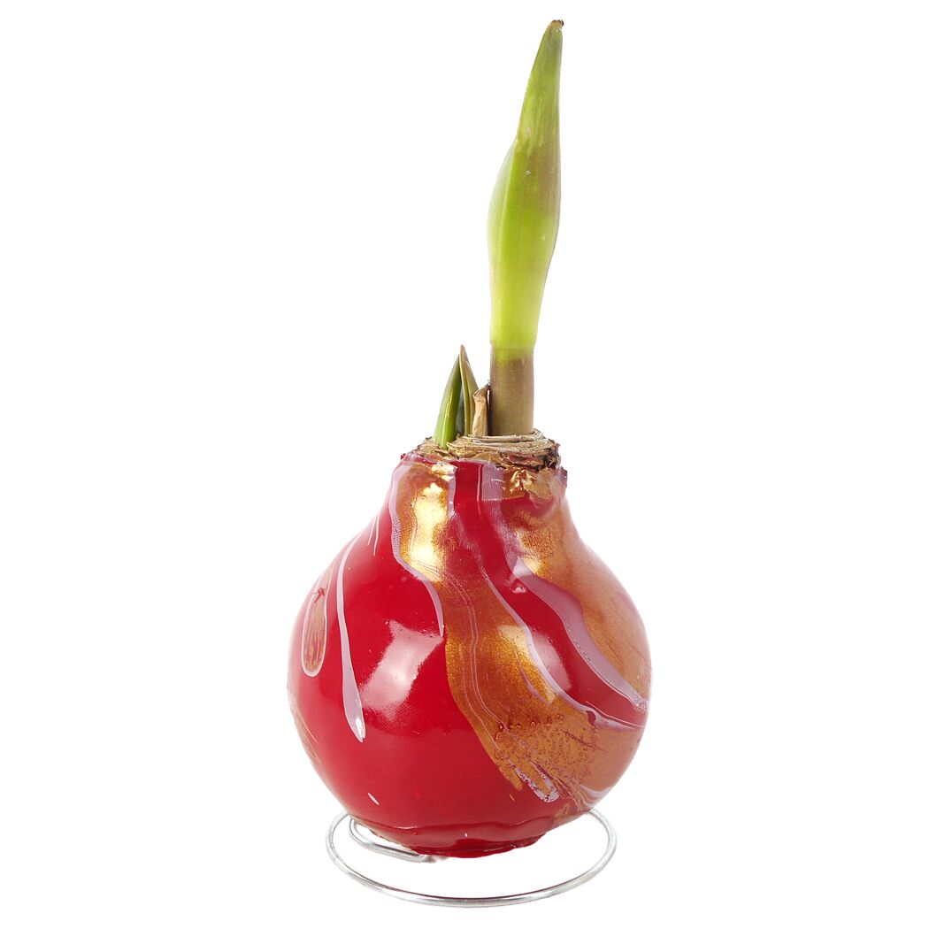 Amaryllis gewachst 'Swirl' verschiedene Farben