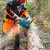 Person sägt Baumstamm mit Kettensäge