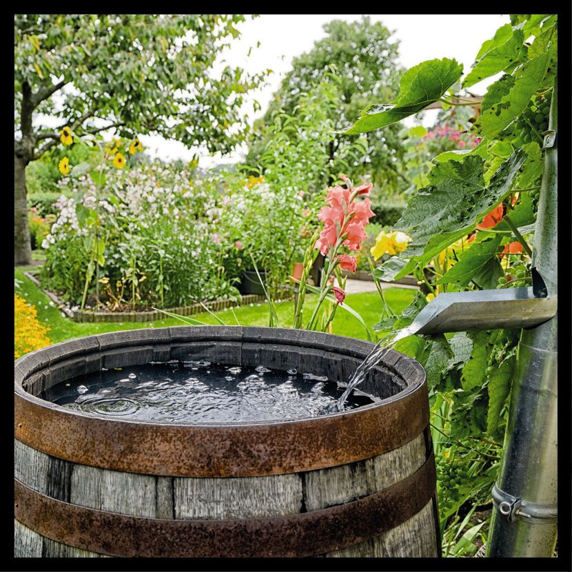 Regenwasser wird in einem Holzfass gesammelt.