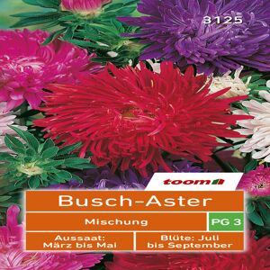 toom Amerikanische Busch-Aster 'Mischung' 80 Stück