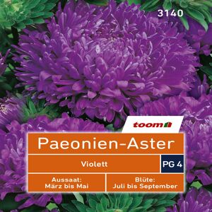 toom Paeonien-Aster 'Violett' 80 Stück