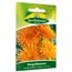 Ringelblumen 'Orangestrahlen'