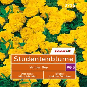 toom Studentenblume 'Yellow Boy' 50 Stück