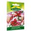 Sommerazalee 'Azaleenschau'