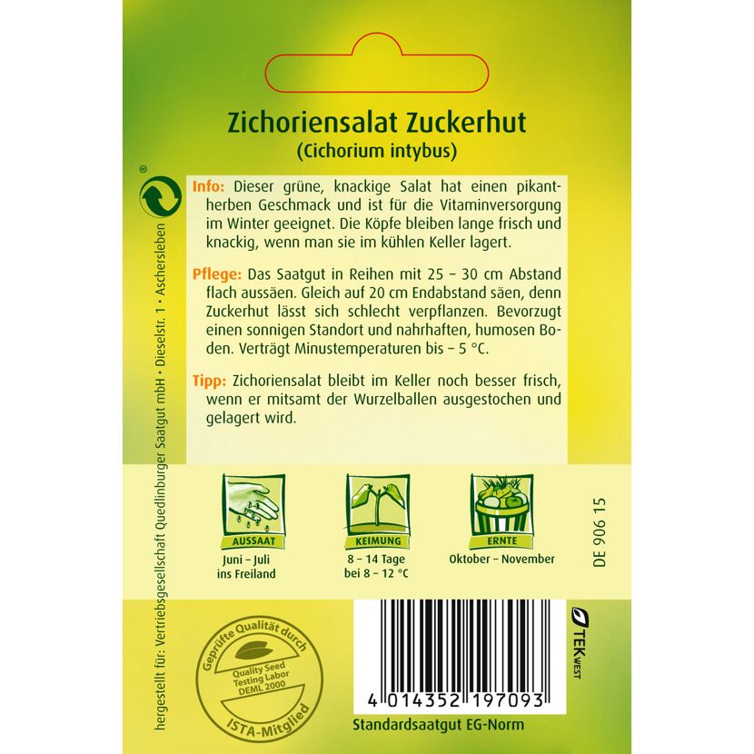 Zichoriensalat Zuckerhut
