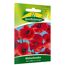 Klatschmohn rot