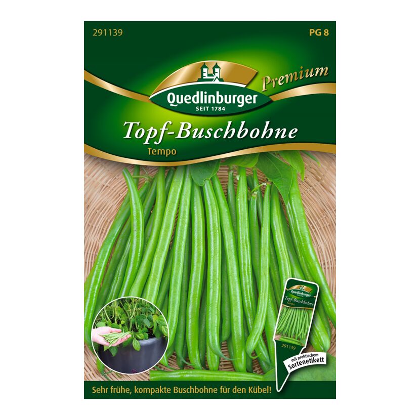 Topf-Buschbohne "Tempo" 100 Stück