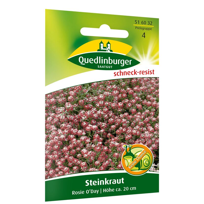 Steinkraut 'Rosie O'Day'