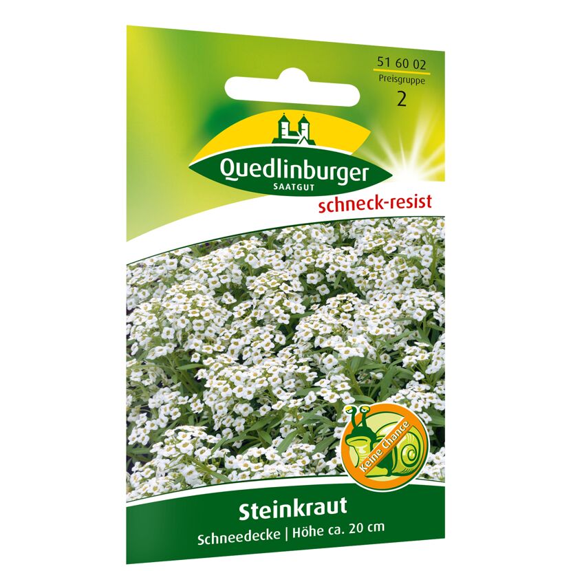 Steinkraut 'Schneedecke'